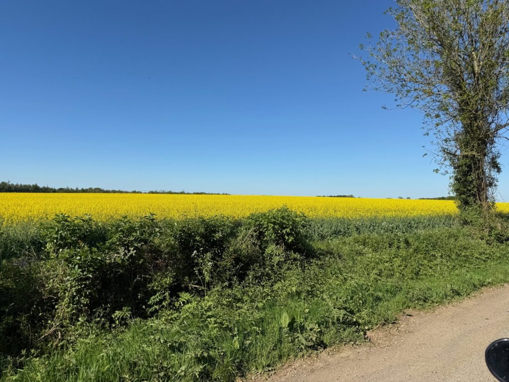 Yellow rapeseed fields under a blue sky in the English countryside